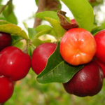 acerola